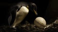 Majestic Penguin Guards Its Precious Egg in Dramatic Lighting Royalty Free Stock Photo