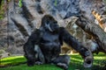 Majestic, pensive gorilla in a zoo Royalty Free Stock Photo