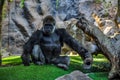 Majestic, pensive gorilla in a zoo Royalty Free Stock Photo