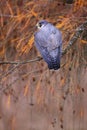 Majestic peregrine falcon sitting on branch in autumn.