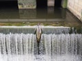 Majestic pigeon atop a large waterfall cascading into a deep, tranquil fountain below