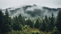 Majestic Pine Trees In The Misty Mountains