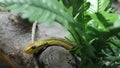 Majestic poisonous snake with dark green skin. Beautiful dog toothed cat eye snake with n rock in terrarium cage between greenery Royalty Free Stock Photo