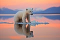Majestic Polar Bear Cub Poses on Ice, Illuminated by the Radiant Hues of a Breathtaking Sunset