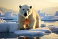 Majestic polar bear on an expansive ice floe, a stunning sight