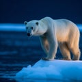 Majestic Polar Bear on Iceberg at Blue Hour