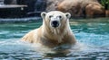 Majestic Polar Bear Swimming in Blue Water Royalty Free Stock Photo