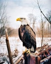 Majestic Portrait of a Bald Eagle, National Symbol of the USA