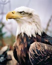 Majestic Portrait of a Bald Eagle, National Symbol of the USA
