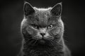 Majestic Portrait of a British Shorthair Cat in High Contrast Black and White, Serene Feline Elegance