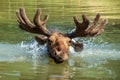 Majestic portrait moose swimming in lake with big horns in summer forest