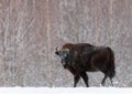 Majestic Powerful Adult Aurochs Wisent In Winter Time, Belarus. Wild European Wood Bison,Bull Male. Wildlife Scene From Natu Royalty Free Stock Photo