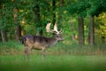 Majestic powerful adult Fallow Deer, Dama dama, on the gree grassy meadow with forest, Czech Republic, Europe. Wildlife scene from Royalty Free Stock Photo