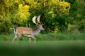 Majestic powerful adult Fallow Deer, Dama dama, on the gree grassy meadow with forest, Czech Republic, Europe. Wildlife scene from Royalty Free Stock Photo