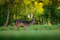 Majestic powerful adult Fallow Deer, Dama dama, on the gree grassy meadow with forest, Czech Republic, Europe. Wildlife scene from Royalty Free Stock Photo
