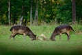 Majestic powerful adult Fallow Deer, Dama dama, on the gree grassy meadow with forest, Czech Republic, Europe. Wildlife scene from Royalty Free Stock Photo