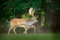 Majestic powerful adult Fallow Deer, Dama dama, on the gree grassy meadow with forest, Czech Republic, Europe. Wildlife scene from Royalty Free Stock Photo