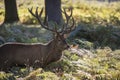 Majestic powerful red deer stag Cervus Elaphus in forest landscape during rut season in Autumn Fall