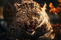 Majestic predator, a close-up portrait of an angry leopard in wilderness