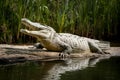 Majestic prehistoric vibe captured as a big crocodile basks idly