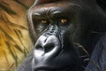 Majestic presence silverback gorillas face close up with penetrating eye contact