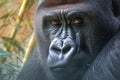 Majestic presence silverback gorillas face close up with penetrating eye contact