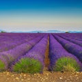 Majestic purple lavender plantation and countryside scenery, Valensole, France Royalty Free Stock Photo