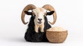 A majestic ram with large horns beside a basket of rice white isolate background Royalty Free Stock Photo