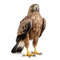 Pensive Brown And White Hawk Standing On White Background