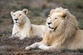 Rare African white lion couple lying in the grasslands of the savannah