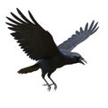 Majestic Raven in Flight: A 3D Render of a Black Bird Soaring Royalty Free Stock Photo