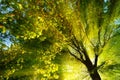 Sunrays dramatically illuminating a tree