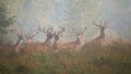 Majestic red deer herd standing on glade in morning mist. Royalty Free Stock Photo