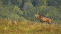 Majestic red deer stag roaring on meadow in autumnal nature.