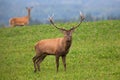 Red deer stag staring from clover meadow with hind in background in autumn Royalty Free Stock Photo