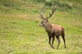 Majestic red deer stag walking on meadow in autumnnature.