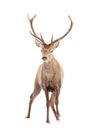 Majestic red deer stag approaching isolated on white background.