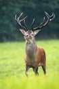 Majestic red deer stag with large dark antlers walking forward on meadow