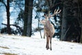 Majestic red deer stag observing in forest winter nature Royalty Free Stock Photo