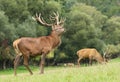Majestic red deer stag during rut Royalty Free Stock Photo