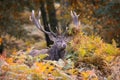 Majestic Red Deer Stag standing in a thicket of brush, proudly displaying its impressive antlers Royalty Free Stock Photo
