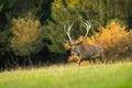 Majestic red deer stag walking on meadow in autumn nature at sunset.