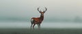 Majestic red deer standing in misty field Royalty Free Stock Photo