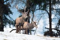 Majestic red deer standing on snow in winter nature Royalty Free Stock Photo