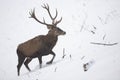 Majestic red deer wading on snow in winter nature. Royalty Free Stock Photo