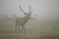 Majestic red deer walking on meadow in morning mist. Royalty Free Stock Photo