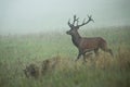 Majestic red deer walking on meadow in morning mist Royalty Free Stock Photo