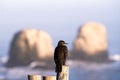 Majestic red-eared bulbul (Hypsipetes amaurotis) perched atop a wooden post Royalty Free Stock Photo