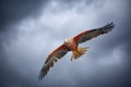 majestic red kite against stormy sky backdrop