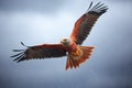 majestic red kite against stormy sky backdrop Royalty Free Stock Photo